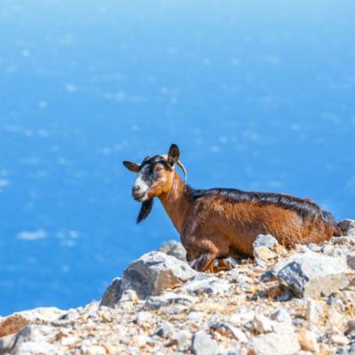 Animals around the Ionian Sea